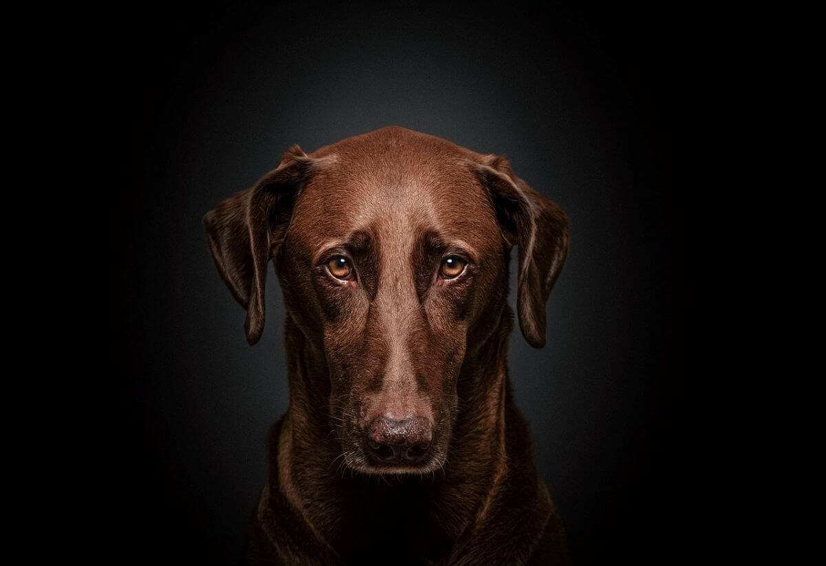 seksueel misbruik van dieren