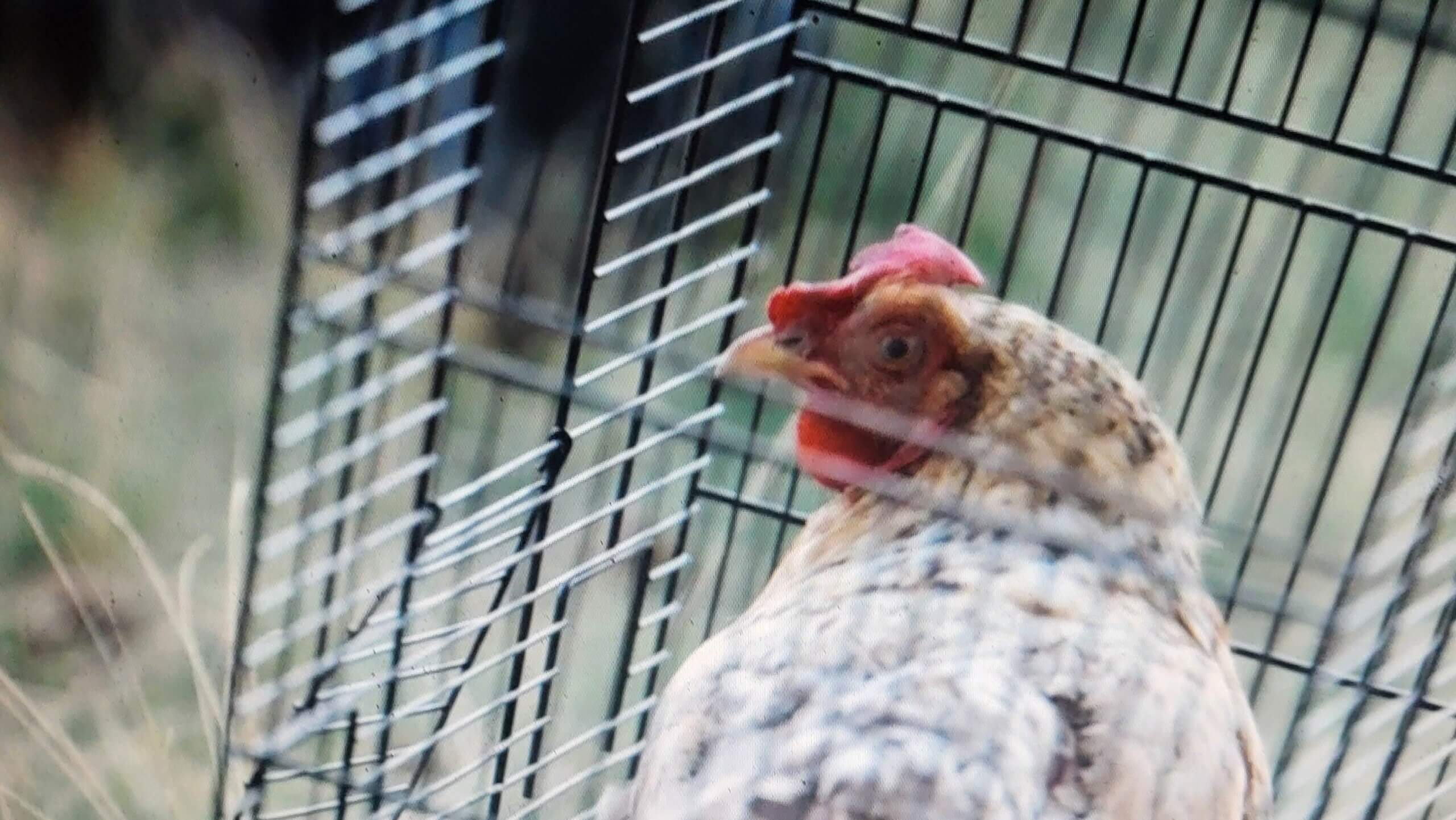 BN'ers slachten kip voor kijkcijfers