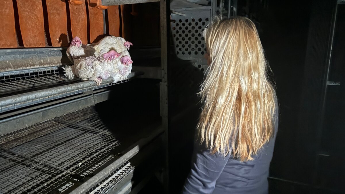 Tienduizenden legkippen wacht gruwelijk lot na uitruimen stallen