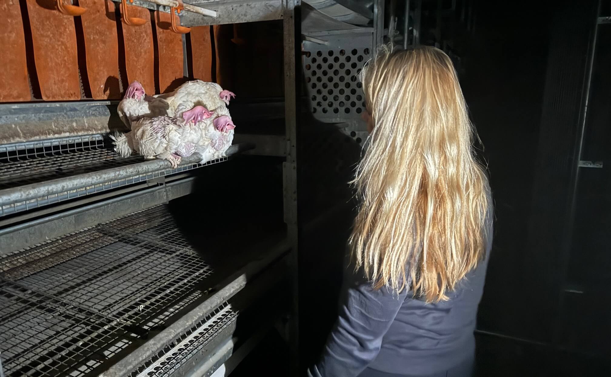 Tienduizenden legkippen wacht gruwelijk lot na uitruimen stallen