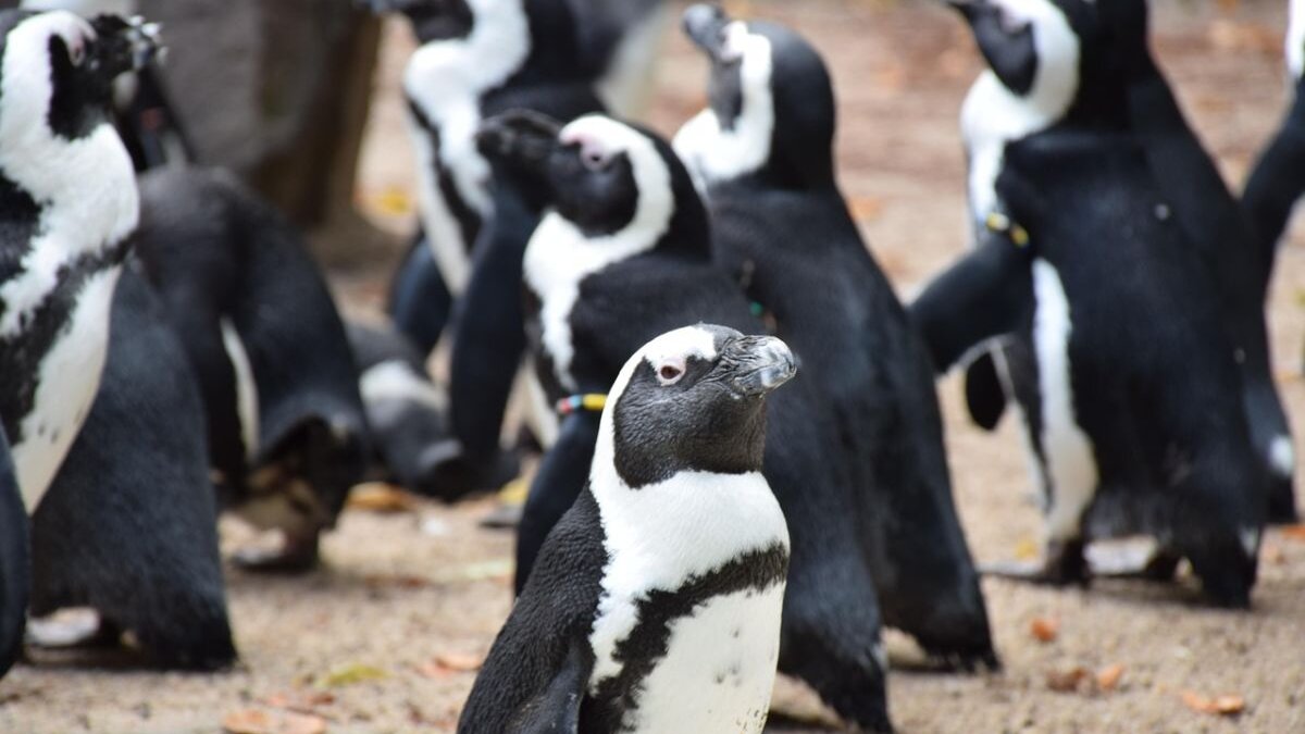 Afrikaanse pinguïn met uitsterven bedreigd, Zuid-Afrika neemt maatregelen