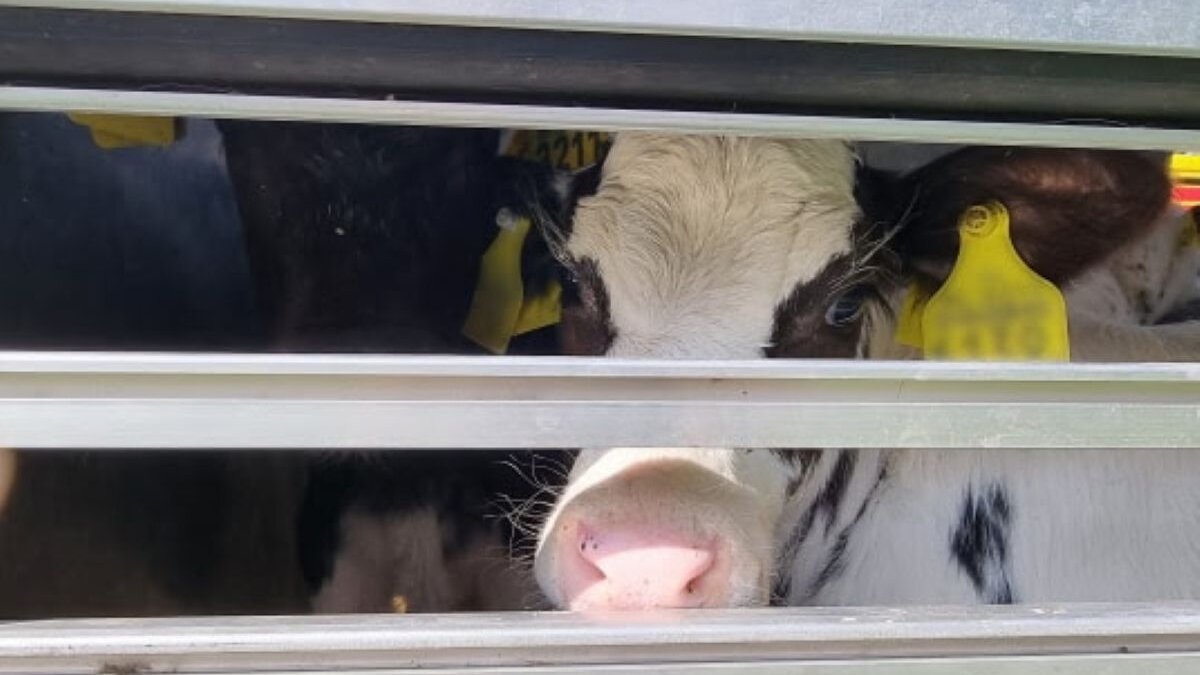 Hoge kalversterfte bij verzamelplaatsen in 2024