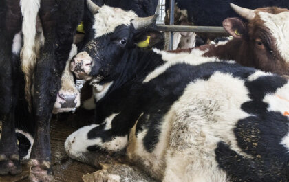 Uitbraak mond-en-klauwzeer in Hongarije