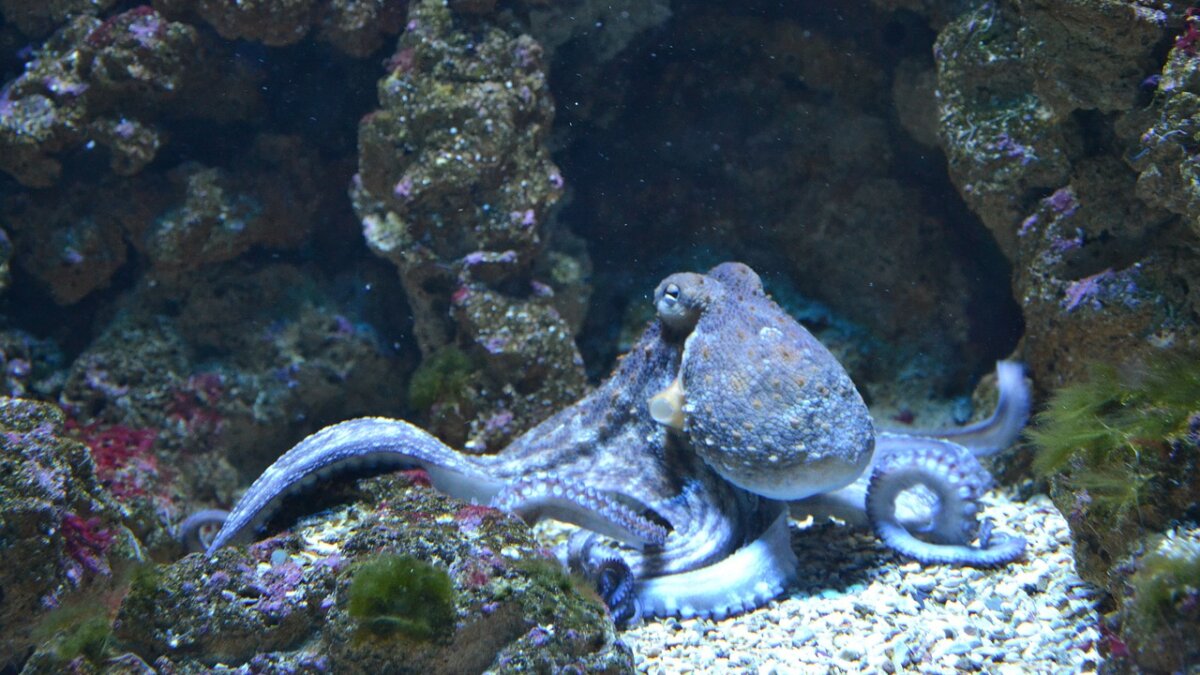 octopuskwekerijen