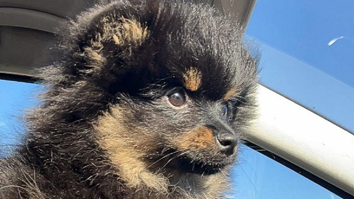 Oekraïense pomerianen weggehaald bij handelaar in Zwolle