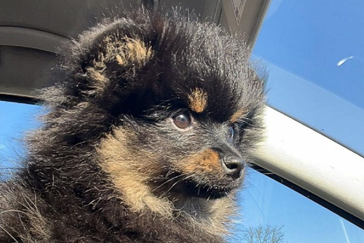 Oekraïense pomerianen weggehaald bij handelaar in Zwolle