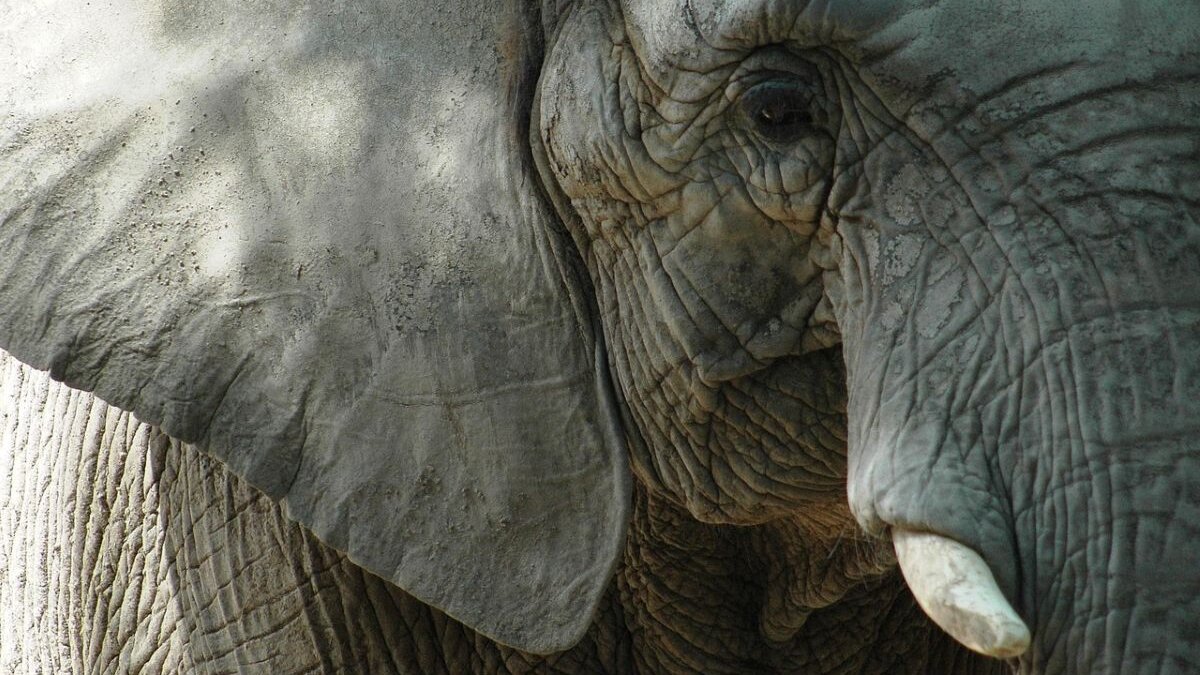 Olifant Ely