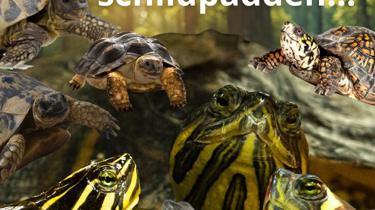 schildpaddenopvang