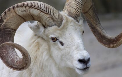 Castratie en couperen met elastiekje nu pas verboden