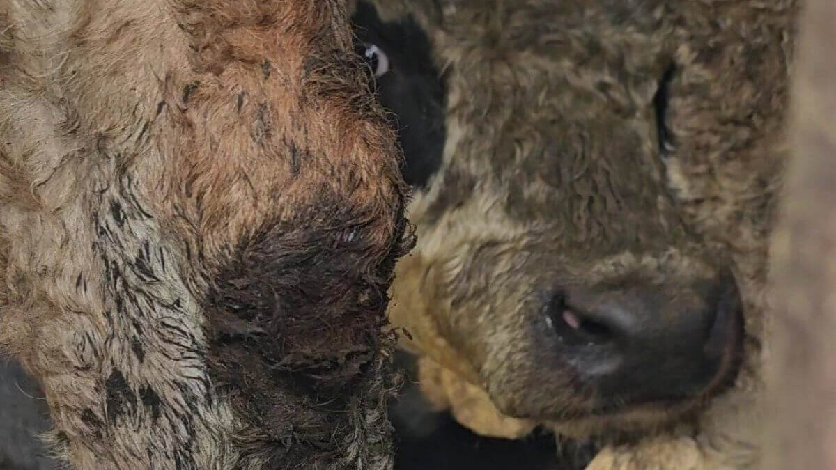 regelgeving diertransporten