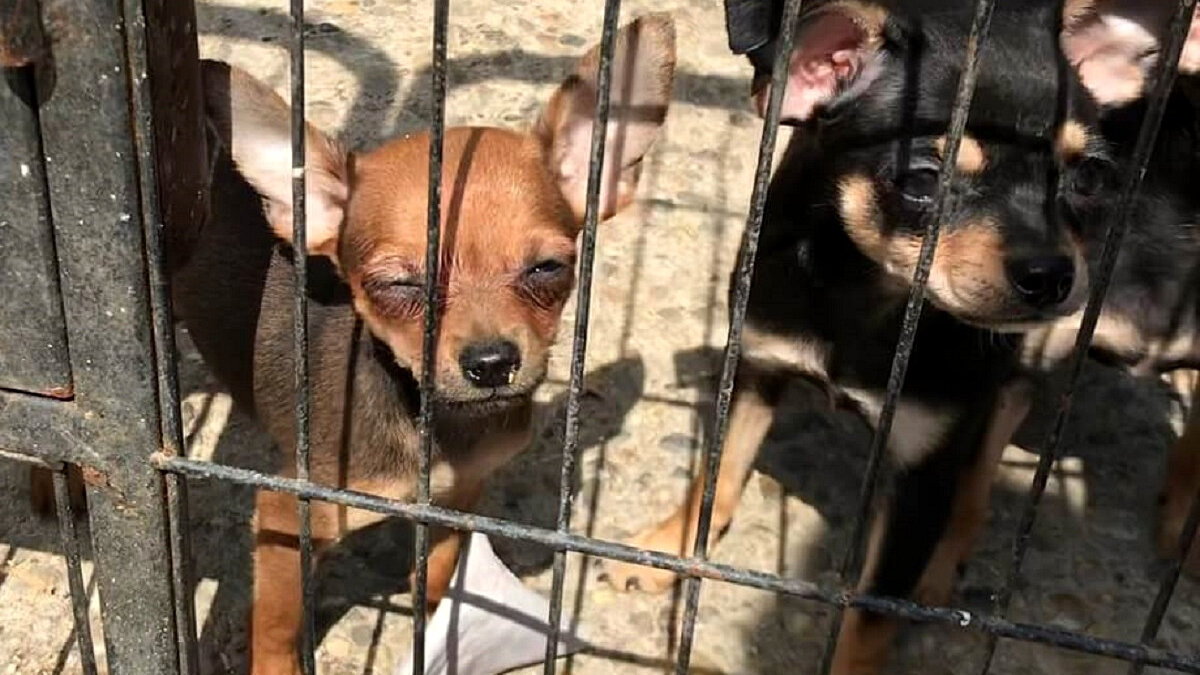 Slachtoffer horrorfokker uit Eersel