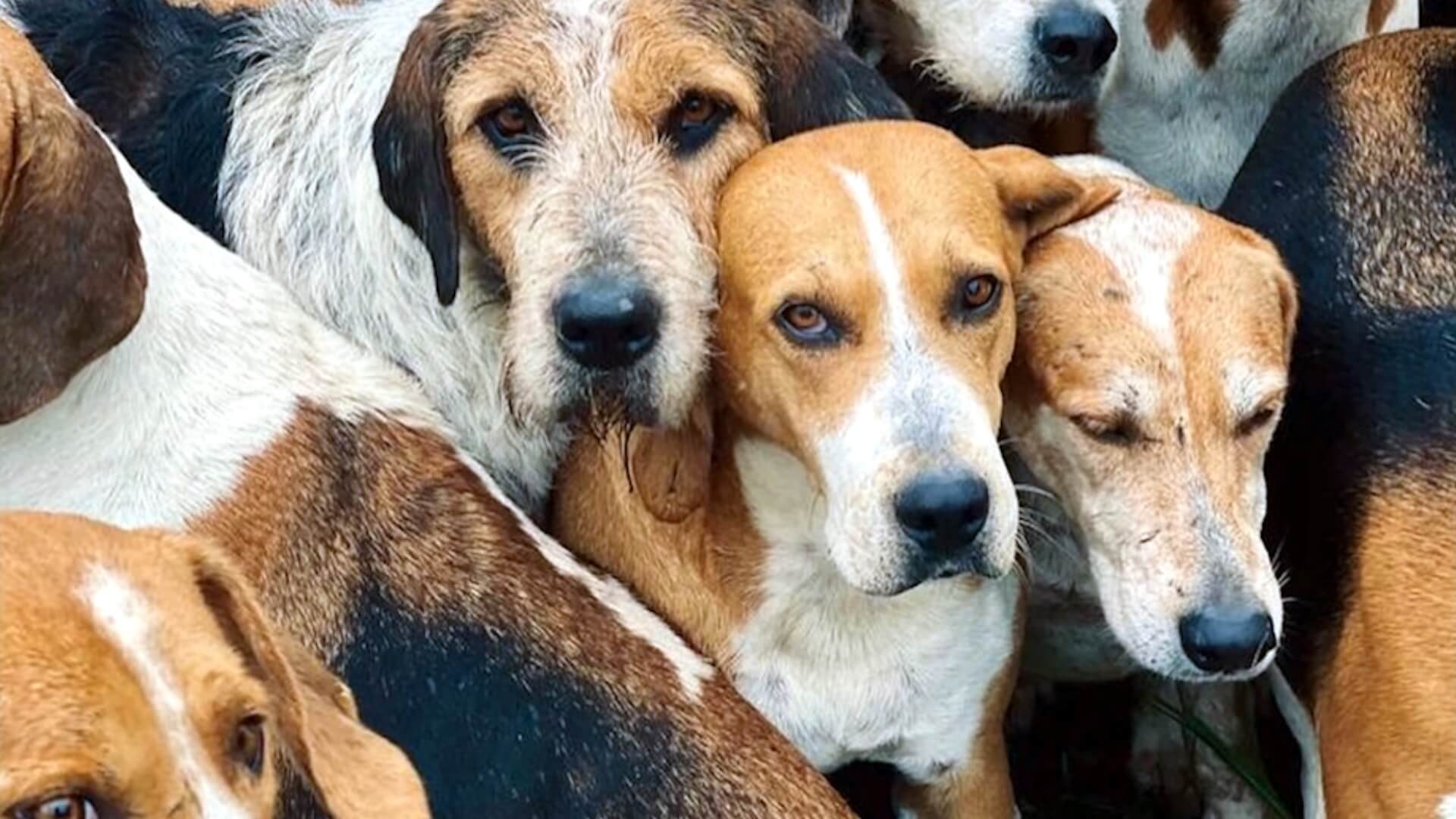 slipjachtvereniging De Veluwe Hunt