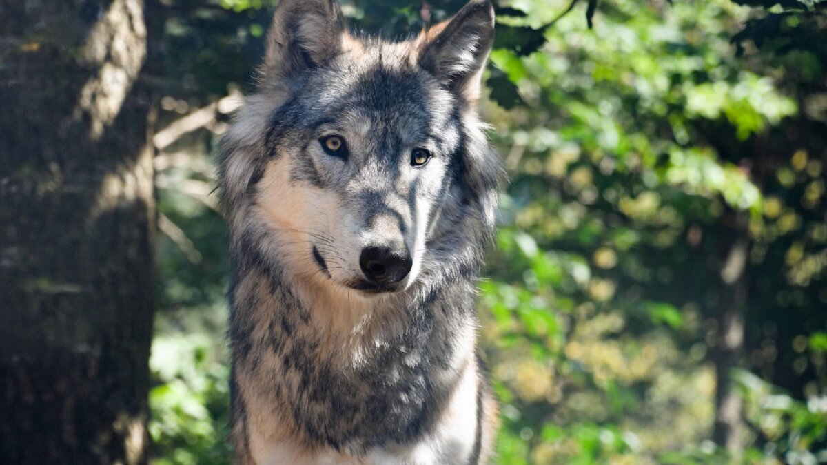 Beschermde status wolf sinds vandaag afgezwakt