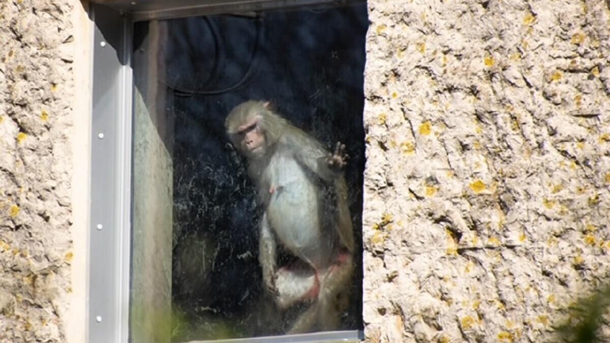 Kabinet volgt Bruins nog zeker 5 jaar dierproeven op apen