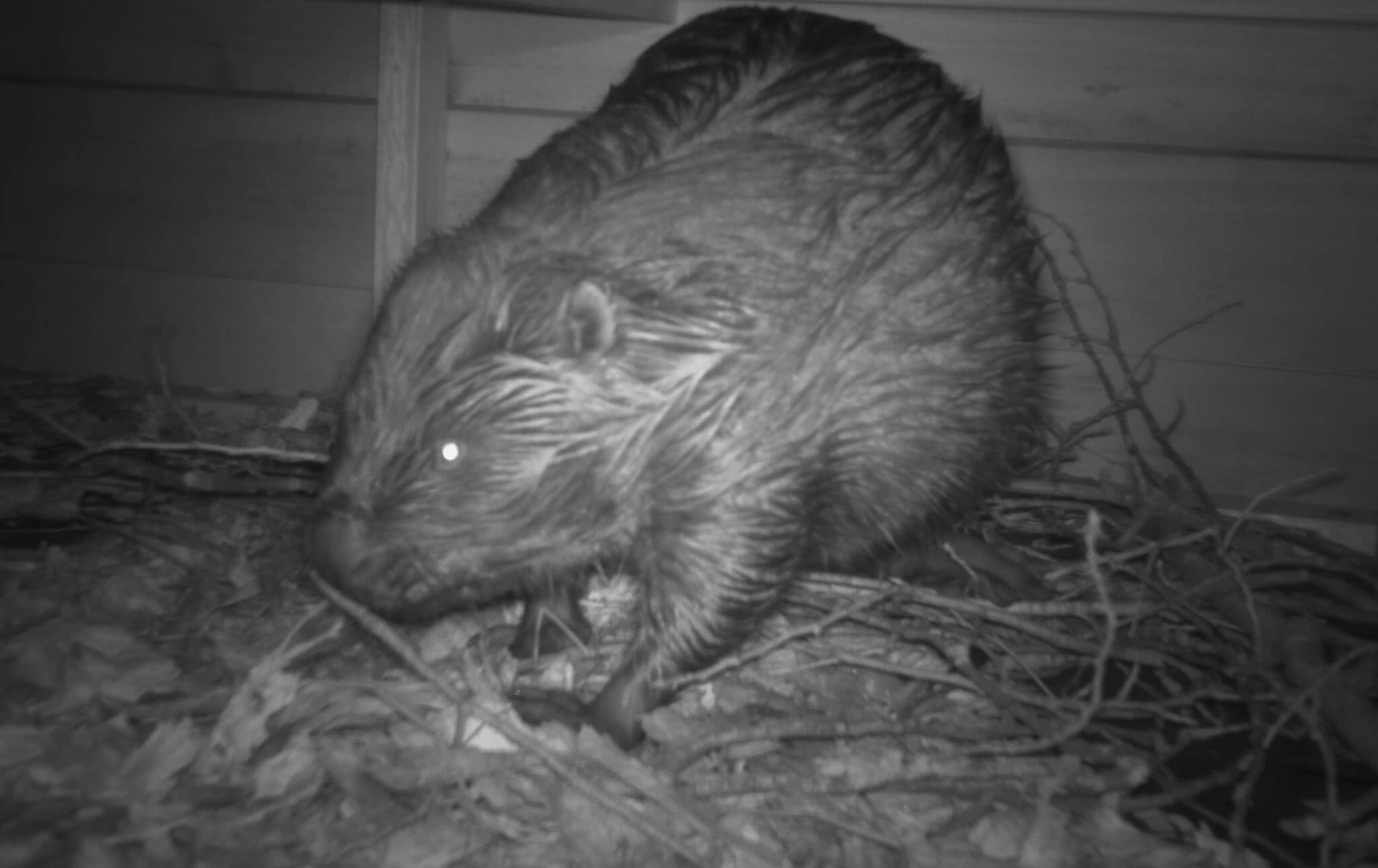 Bever in hoogwatervluchtplaats