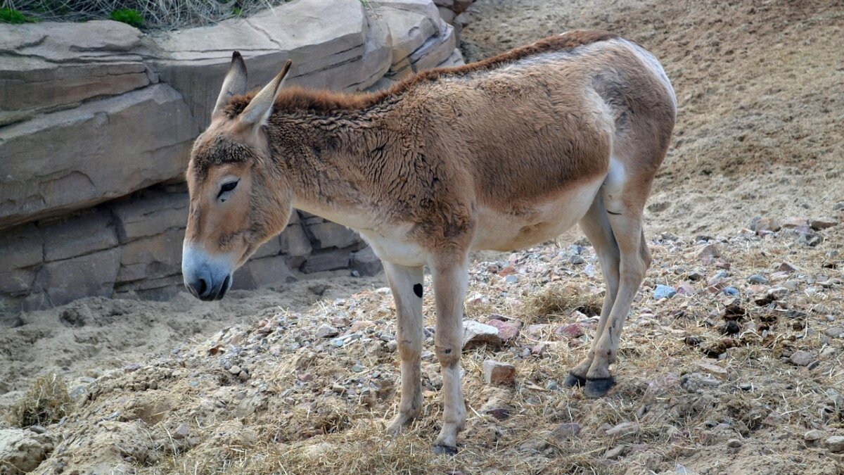 dierenritten