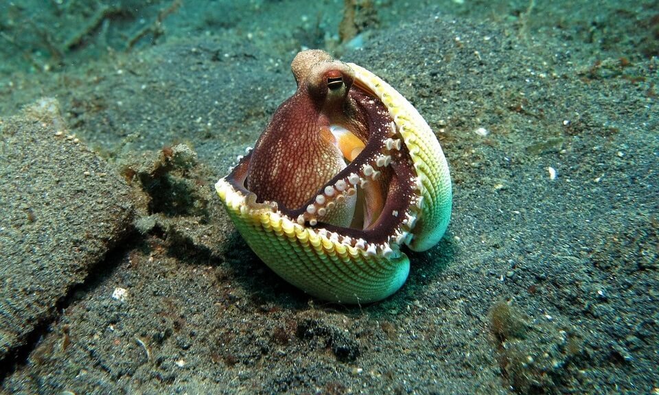 octopus in schelp