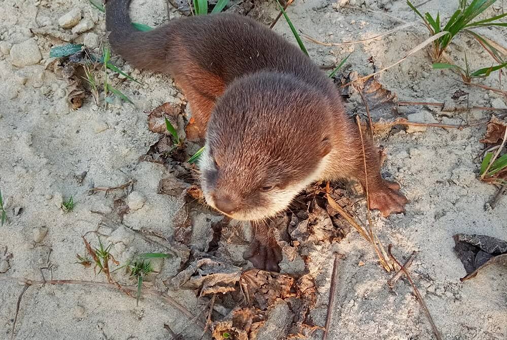 kleinste otter dwergotter kleinklauwotter