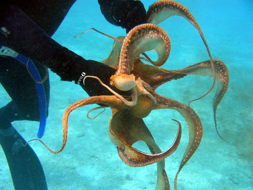 octopus