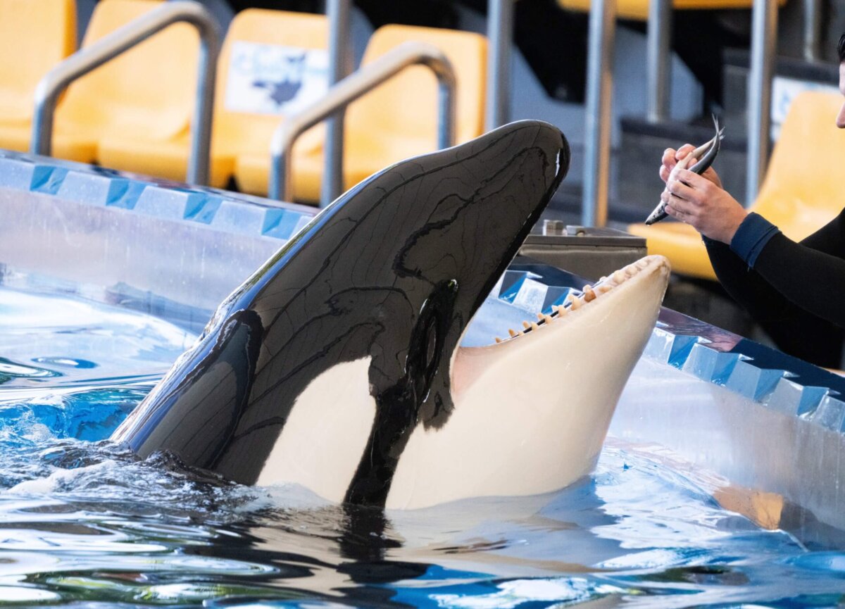 Orka Morgan bevallen van tweede kalf