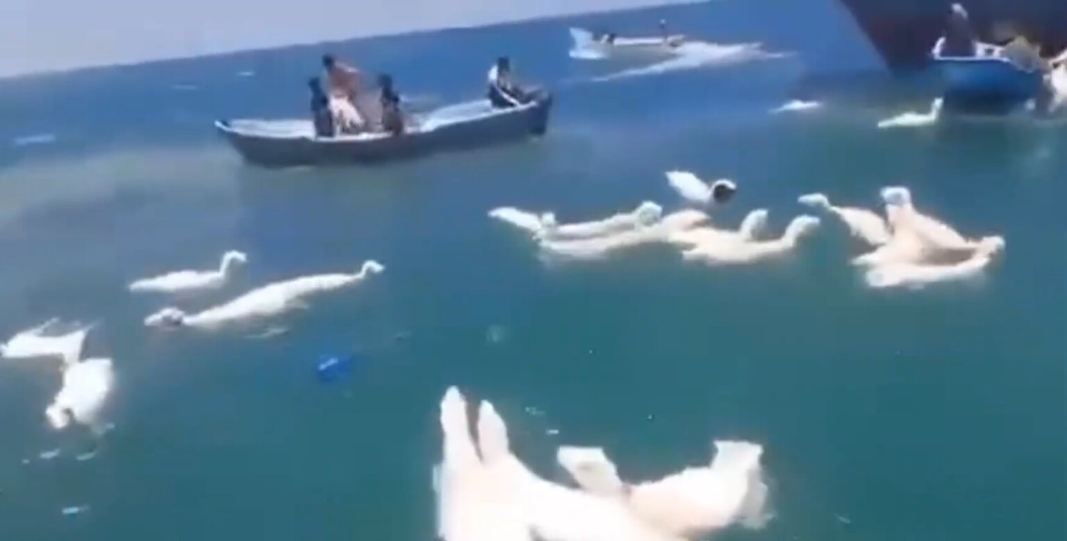 Schip met schapen gekapseisd bij Jemen