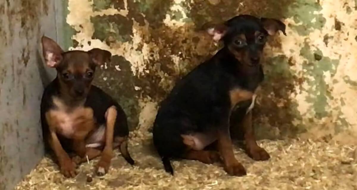 slachtoffers horrorfokker Jan P. uit Eersel