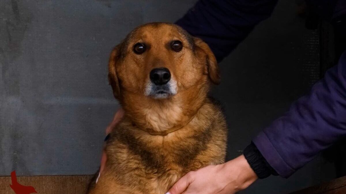 Hond Mukthar kan geadopteerd worden via House of Animals. Hij zit bij City of Dogs.