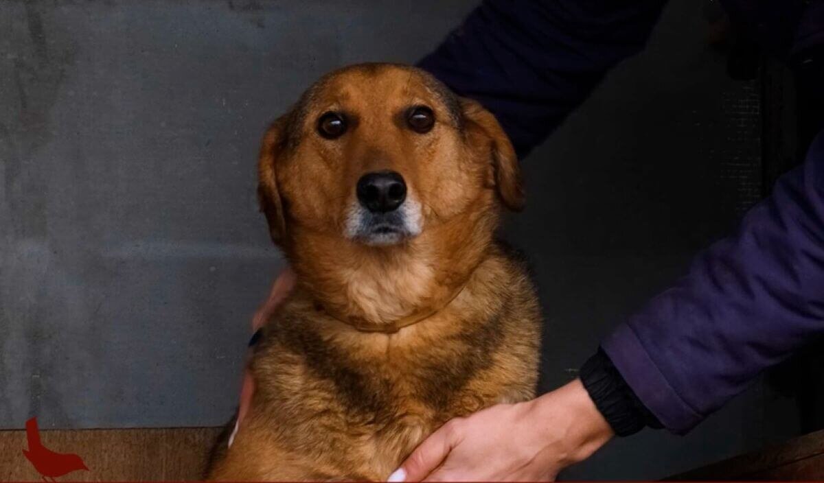 Hond Mukthar kan geadopteerd worden via House of Animals. Hij zit bij City of Dogs.