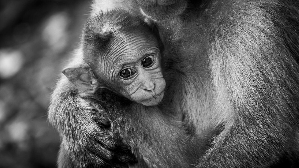 Facebook doet niets tegen videos waarin apenmishandeling te zien is