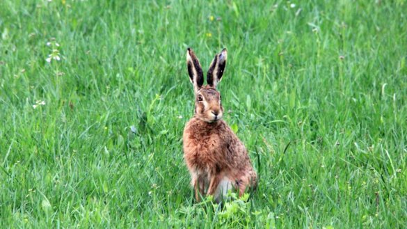 AnimalsToday kijkt uit naar een nieuwe schrijvende collega