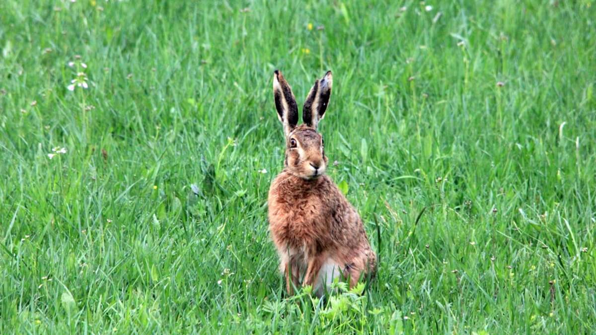 AnimalsToday kijkt uit naar een nieuwe schrijvende collega