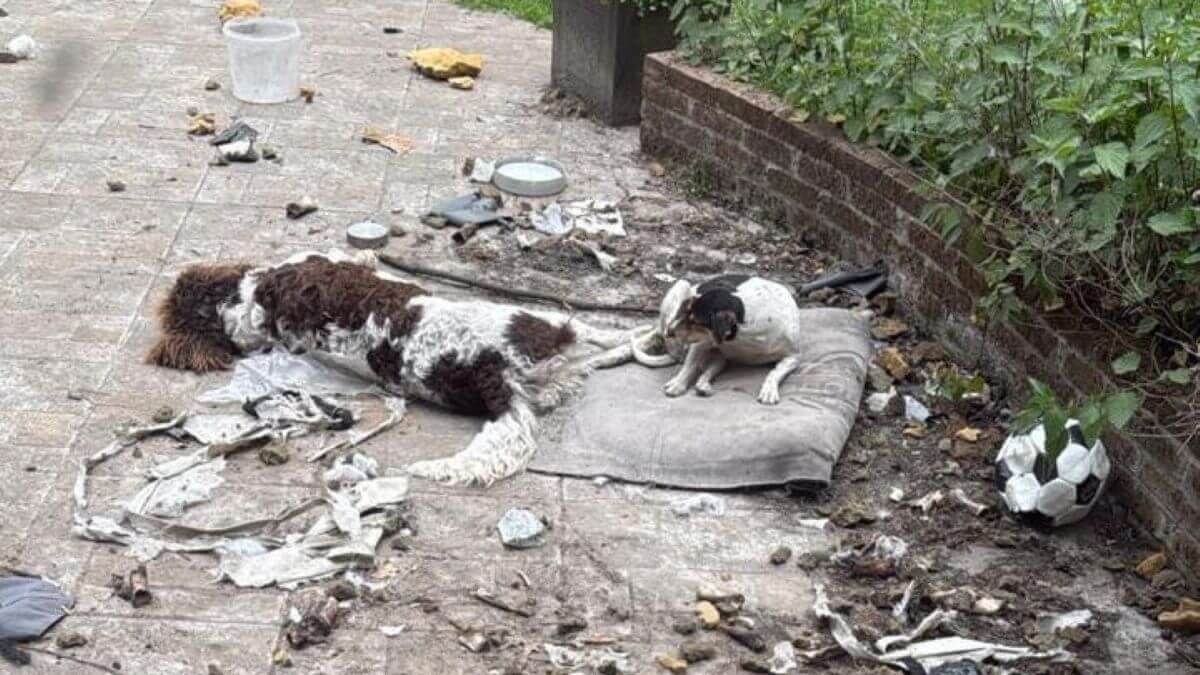 Er zijn weer honden gevonden onder erbarmelijke omstandigheden bij Jan P.