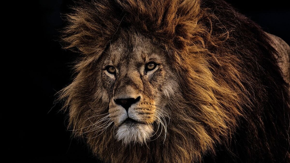 Leeuw Pataudi overlijdt aan vogelgriep in Indiase dierentuin, kort na overlijden van een tijger. Foto is illustratief.