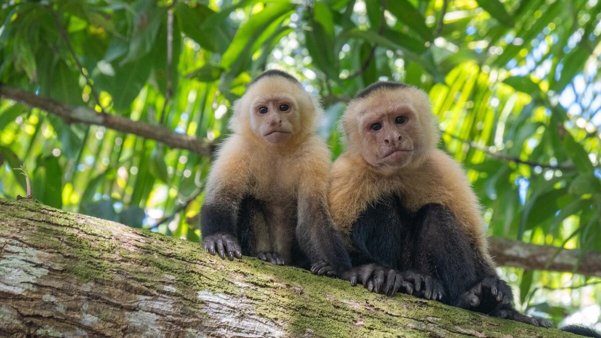 Nieuwe beelden laten zien hoe kapucijnapen brulaapbaby's ontvoeren in Panama.