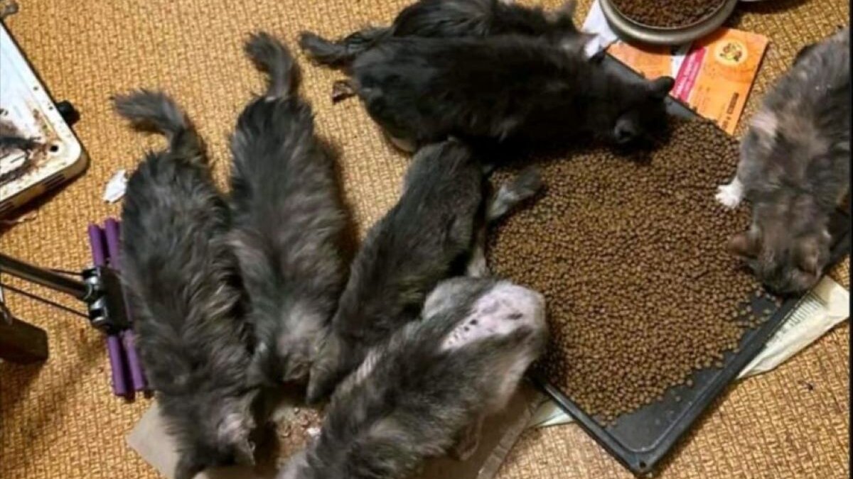 Tientallen katten zijn door Ene gered in Oekraïne