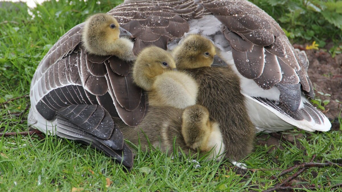 Natuurmonumenten schiet moederganzen af