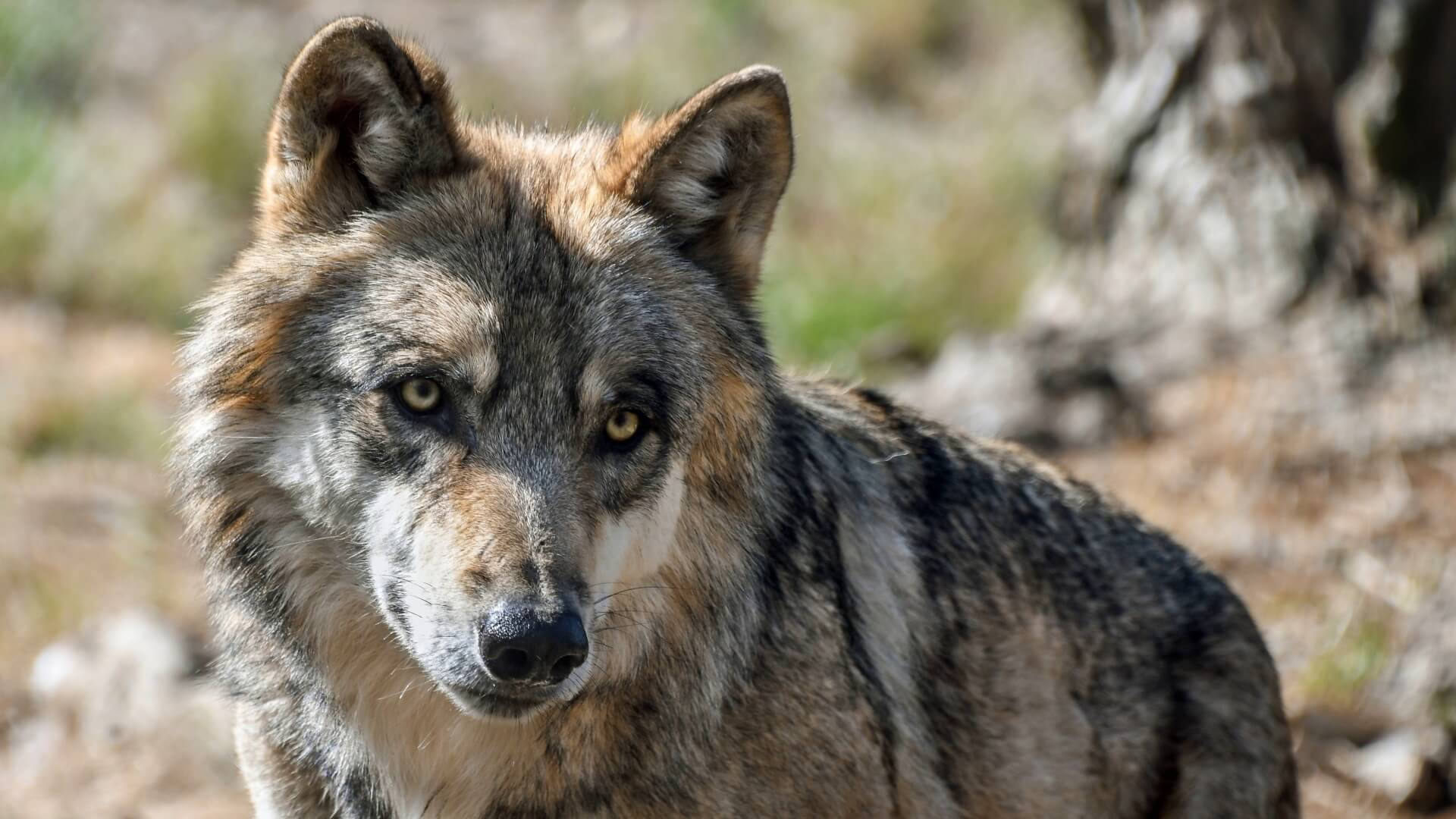 Afschot wolf park Hoge Veluwe goedgekeurd door provincie