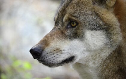 Wolf Bram op landgoed Den Treek wordt gedood