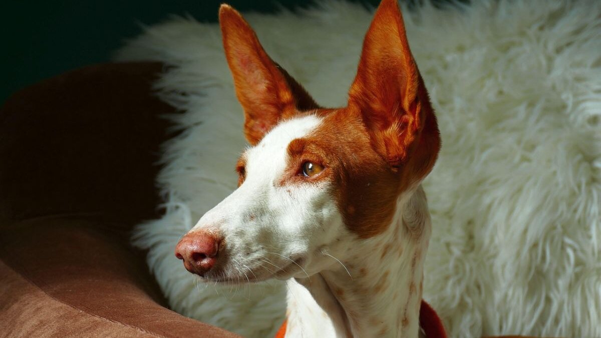 De podenco is een Spaanse jachthond. Jachthonden worden beschermd via nieuwe Europese wet.
