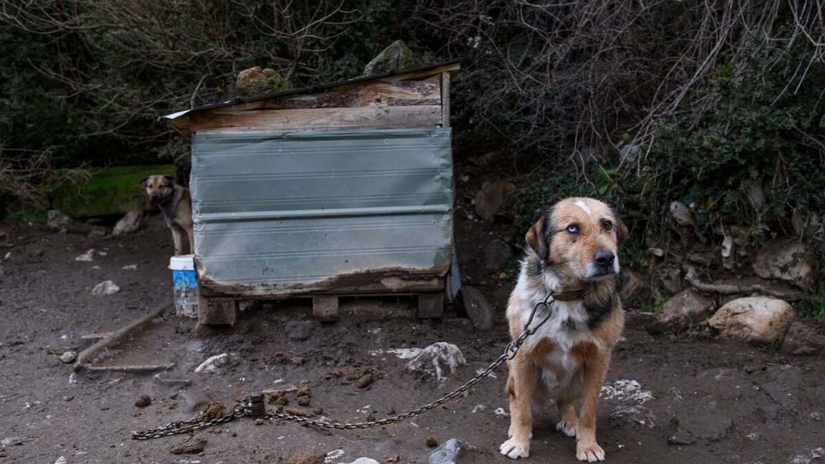 Een jachthond in Spanje. Europese landbouwcommissie laat jachthonden in de steek.