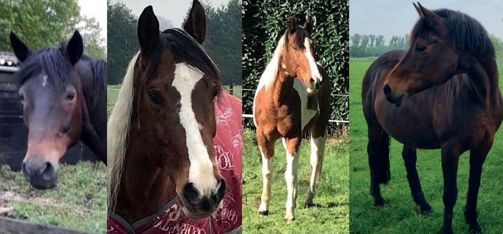 Waar zijn Bronco Ugo en Lafiante?