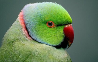 Wie onthoofdt dieren in Capelle aan den IJssel?