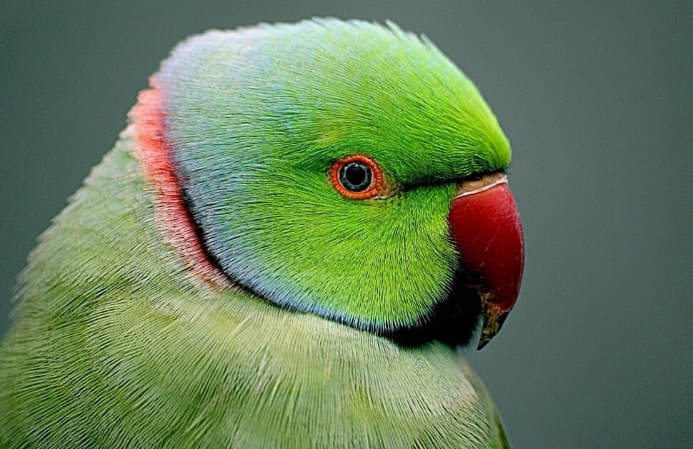 Wie onthoofdt dieren in Capelle aan den IJssel?