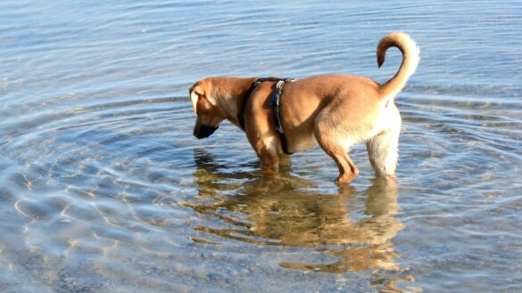 House of Animals zoekt Investigator Animal Crime Unit (0,8 fte)