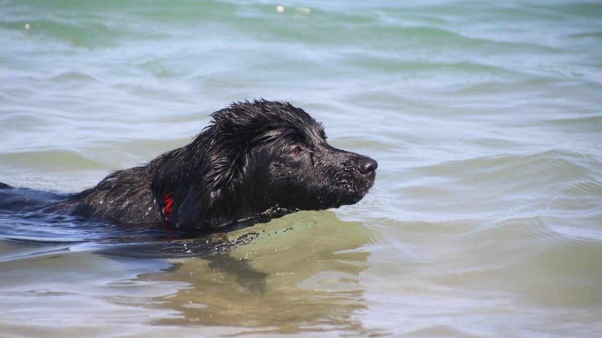 Een hond zwemt in het water. Ook bij overstromingen moeten huisdieren in New York beschermd worden.