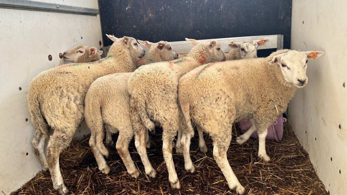 Deze schapen zijn gered van een illegale slachterij bij een schapenboer in Noord-Limburg.