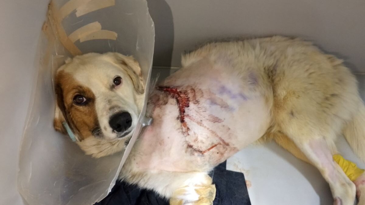 Deze hond werd gered na de zwaarste luchtaanvallen in Oekraïne