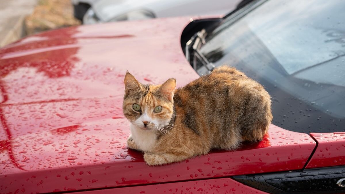 Een straatkat op een auto. In Marokko worden straathonden en -katten gedood wegens de FIFA World Cup.