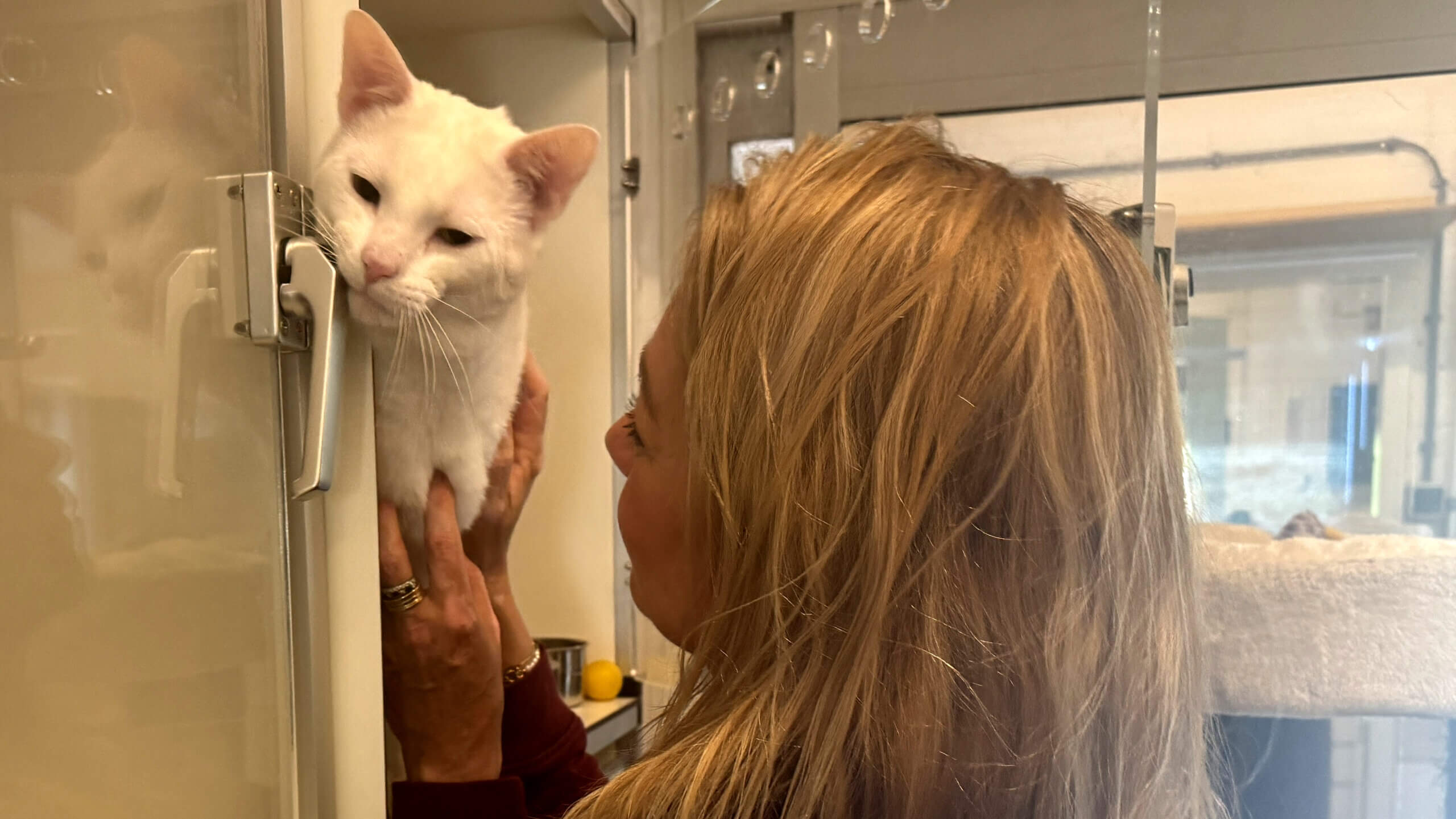 Oudere katten zijn geweldige nieuwe huisgenoten