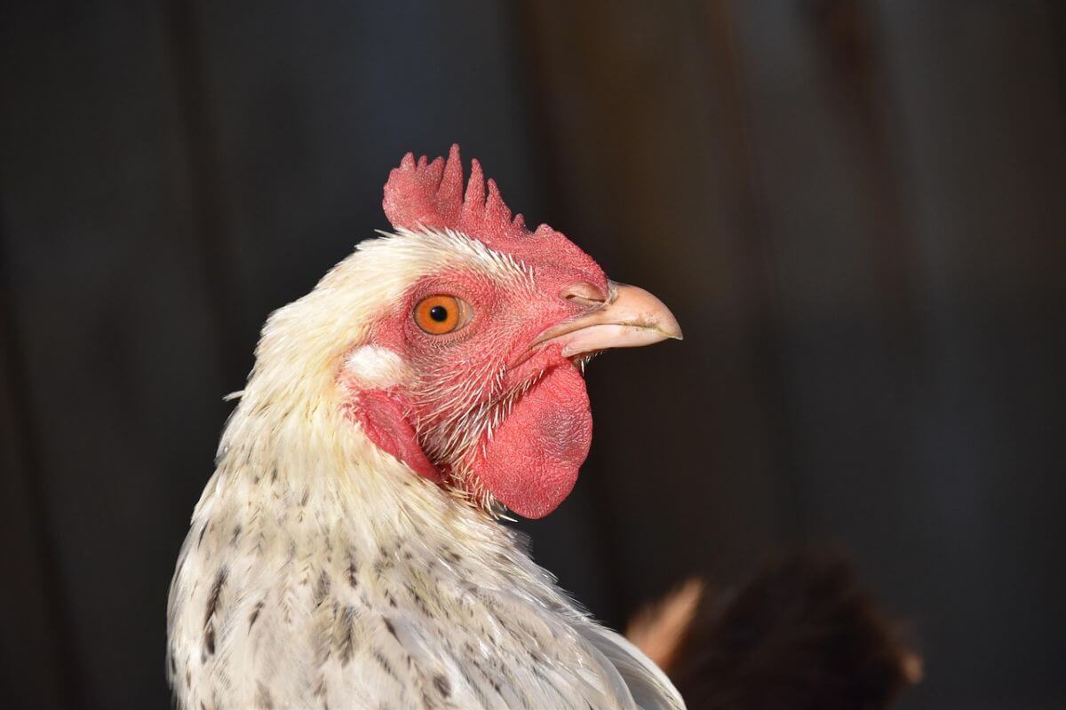 Vogelgriep retour: 71.000 dieren afgemaakt